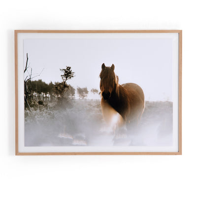 product image of Horse Gaze By Annie Spratt 598
