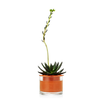 product image for Self-Watering Pot 84