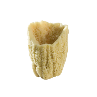 product image of display sponges 1 582