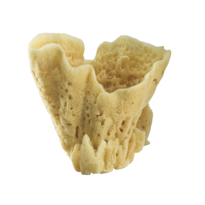 product image for display sponges 2 2