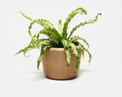 product image of cloud planter 1 529