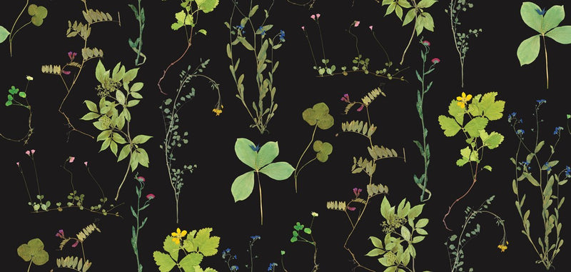 media image for Herbario Wallpaper in Botanical design by Aimee Wilder 283