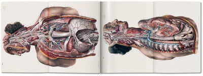 product image for bourgery atlas of human anatomy and surgery 5 35