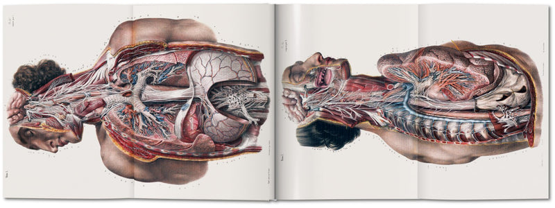 media image for bourgery atlas of human anatomy and surgery 5 269