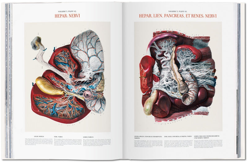media image for bourgery atlas of human anatomy and surgery 6 212