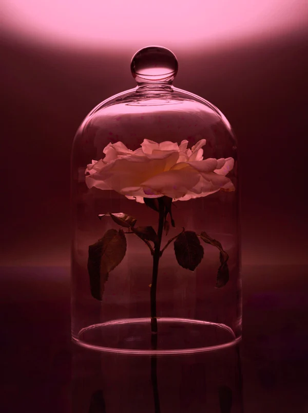 media image for Night Blooming Jasmine & Damask Rose Candle 291