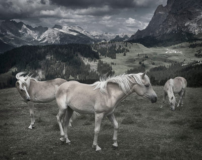 product image for Horses In Europe By Grand Image Home 109811_P_36X44_Gr 3 51