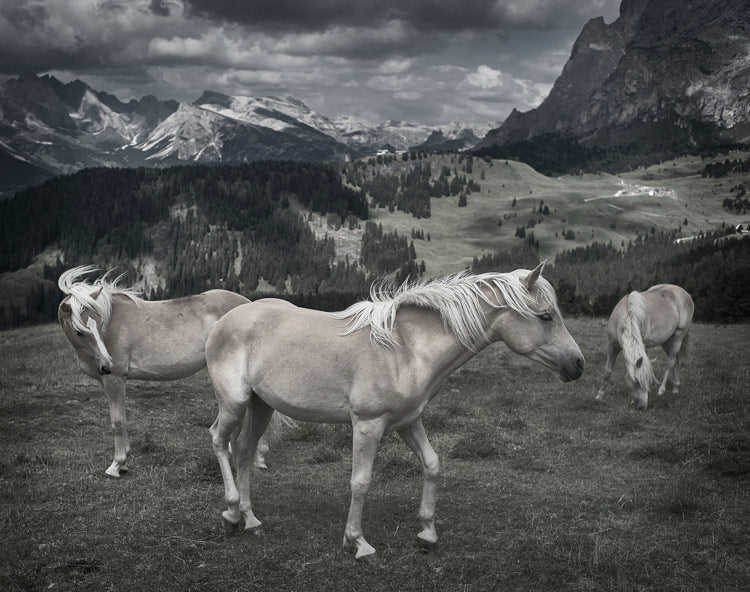 media image for Horses In Europe By Grand Image Home 109811_P_36X44_Gr 3 244