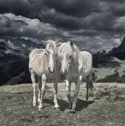 product image for Horses In Europe Ii By Grand Image Home 109812_P_44X44_Gr 4 2