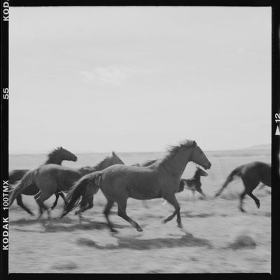 product image for Running Horses By Grand Image Home 110504_P_28X28_M 1 32