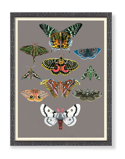 product image of Entomology Moths Chart By Grand Image Home 112848_P_31 5X24 5_B 1 553