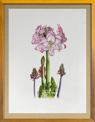 product image for Amaryllis By Grand Image Home 124403_P_36X28_Go 1 5