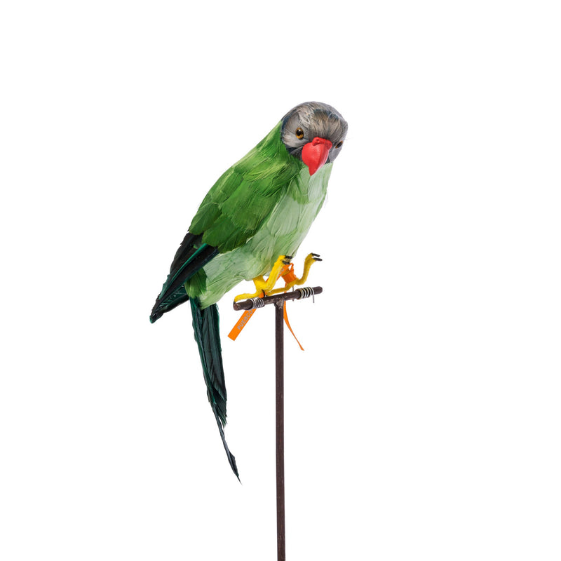 media image for green parrot design by puebco 2 238