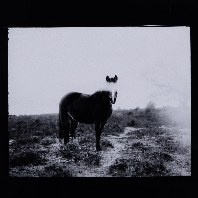 media image for Blank Horse By Annie Spratt 248