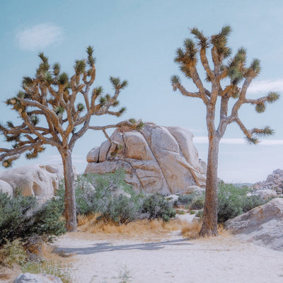 product image for Joshua Tree Iv By Sarah Ellefson 0