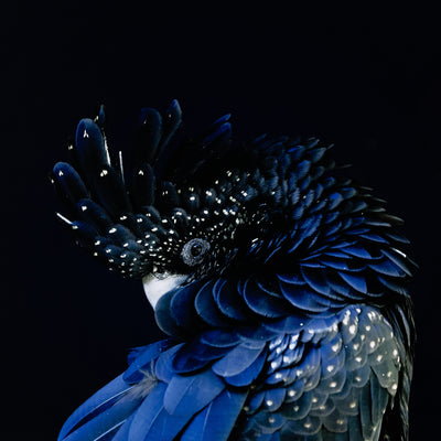 product image for red tailed black cockatoo by getty images 3 55