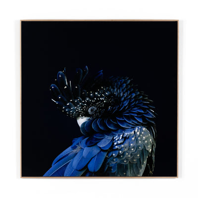 product image for red tailed black cockatoo by getty images 1 81