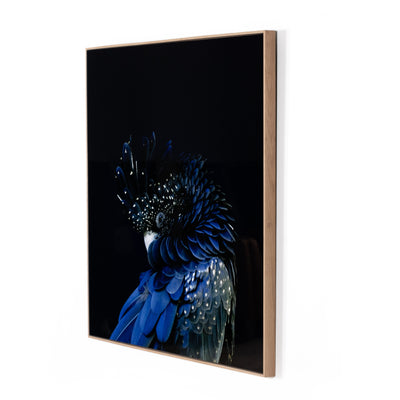 product image for red tailed black cockatoo by getty images 2 48