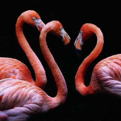 product image for three flamingos by getty images 4 9