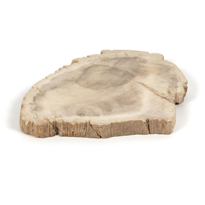 product image for petrified wood slab by bd studio 232006 001 6 71