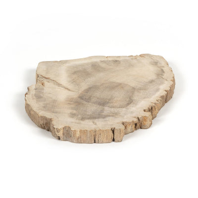 product image for petrified wood slab by bd studio 232006 001 9 77