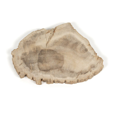 product image for petrified wood slab by bd studio 232006 001 2 64