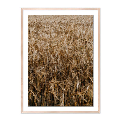 product image for Wheat by Annie Spratt 2 7