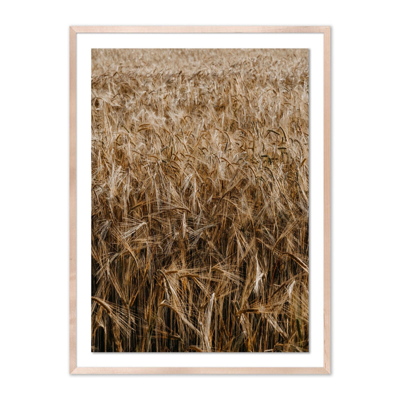 media image for Wheat by Annie Spratt 2 287