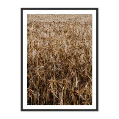 product image for Wheat by Annie Spratt 1 80