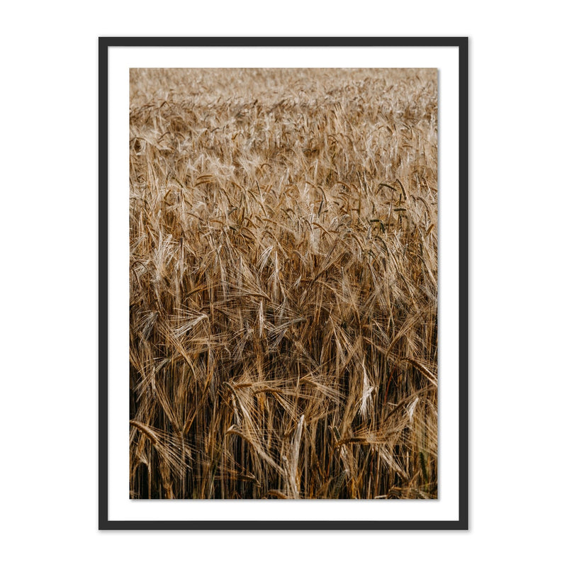 media image for Wheat by Annie Spratt 1 221