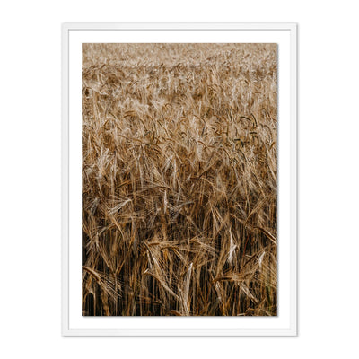 product image for Wheat by Annie Spratt 3 37