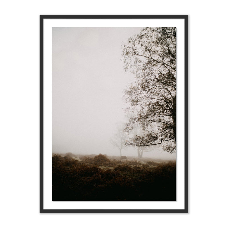 media image for Mist by Annie Spratt 1 249