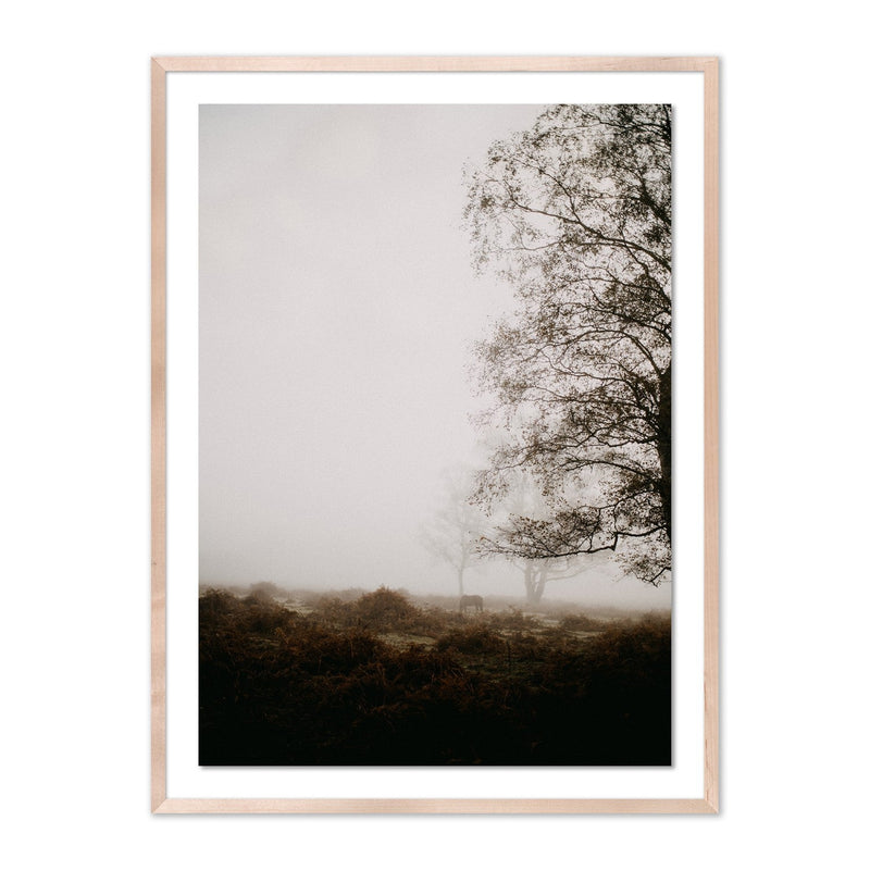 media image for Mist by Annie Spratt 2 286