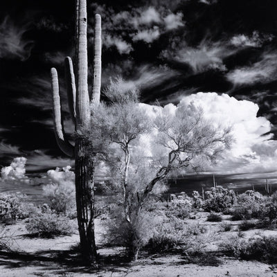 product image for sonoran desert by getty images by bd studio 238451 001 2 86