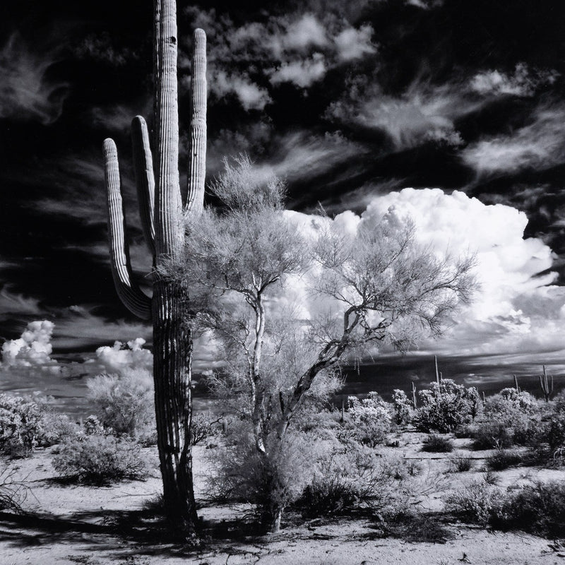 media image for sonoran desert by getty images by bd studio 238451 001 2 247