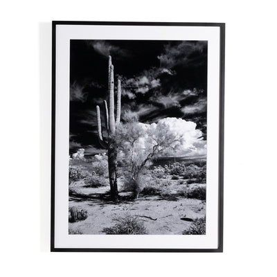 product image for sonoran desert by getty images by bd studio 238451 001 1 88