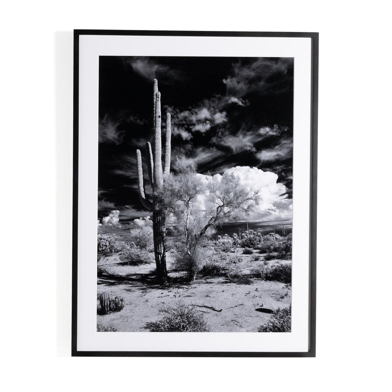 media image for sonoran desert by getty images by bd studio 238451 001 1 286
