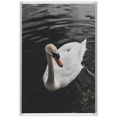 product image for swan framed canvas 16 31