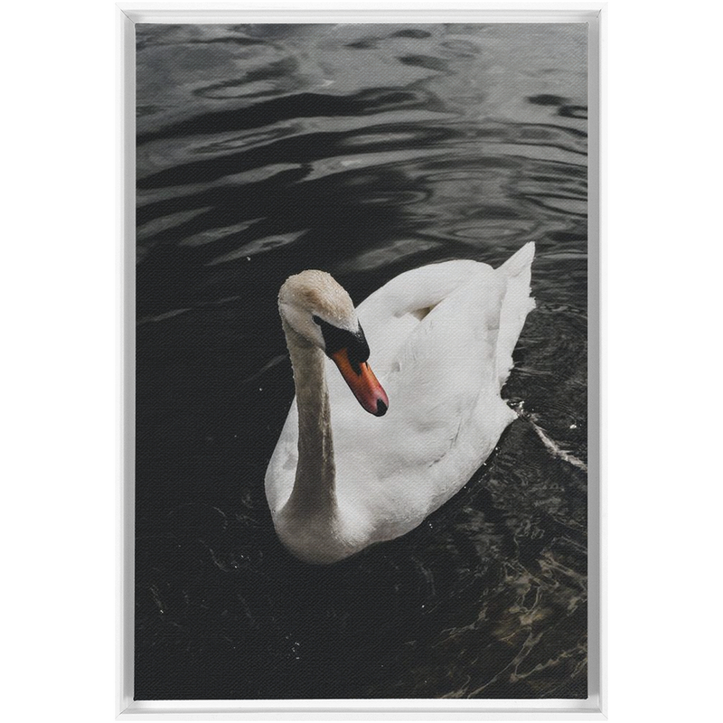 media image for swan framed canvas 16 288