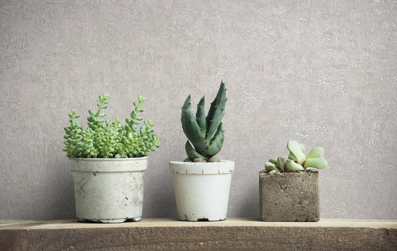 media image for Plaster Wallpaper in Grey 296