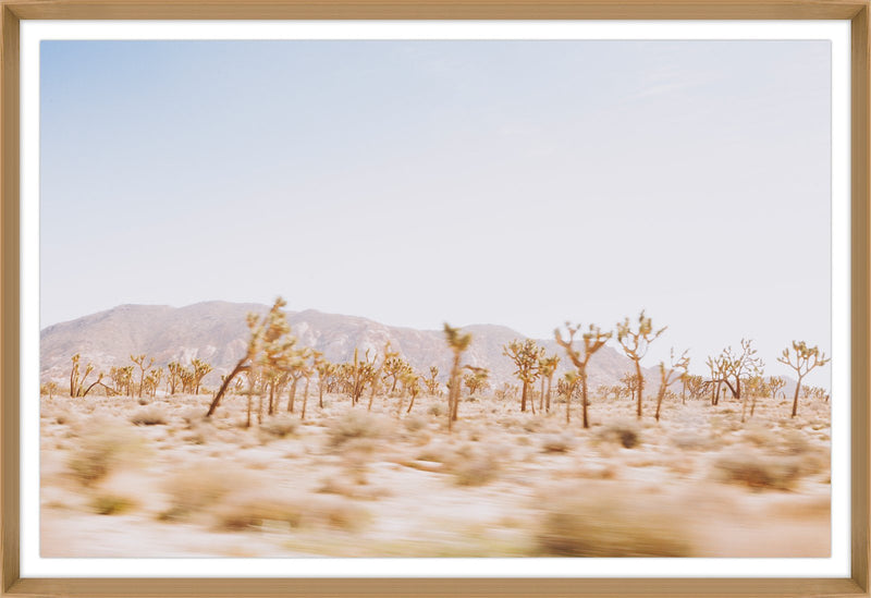 media image for Joshua Tree Framed Photo by Leftbank Art 218