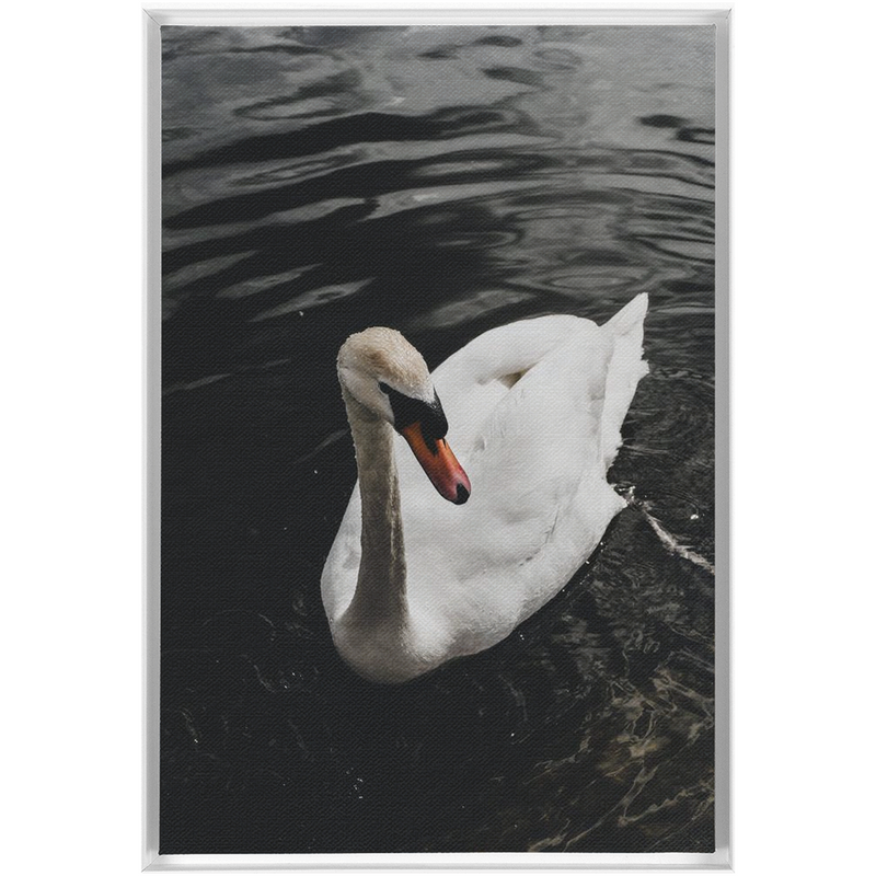 media image for swan framed canvas 19 224
