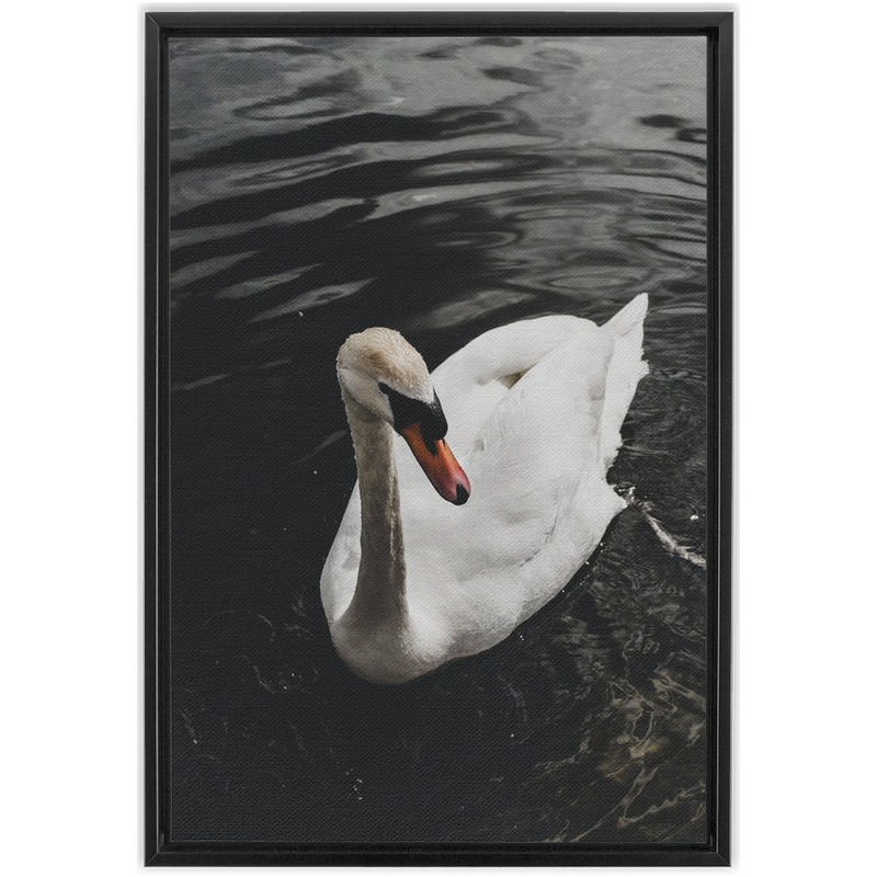 media image for swan framed canvas 10 20