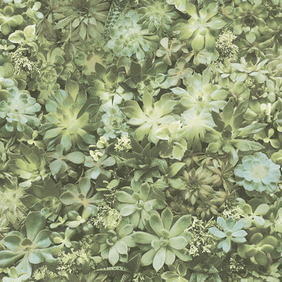 product image of sample succulents wallpaper in green from the evergreen collection by galerie wallcoverings 1 531
