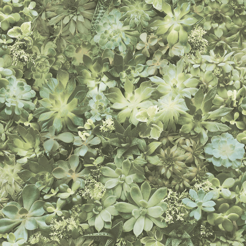media image for sample succulents wallpaper in green from the evergreen collection by galerie wallcoverings 1 242