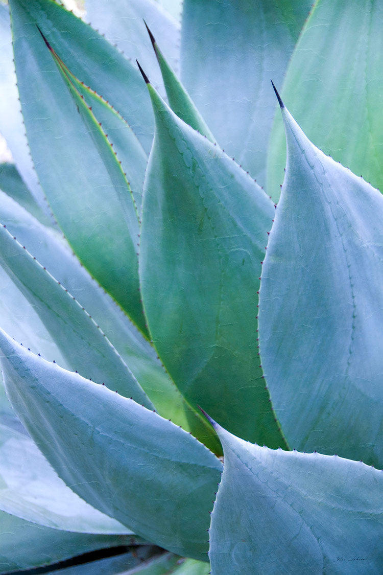 media image for Agave I By Grand Image Home 77913_P_34X24_M 2 263