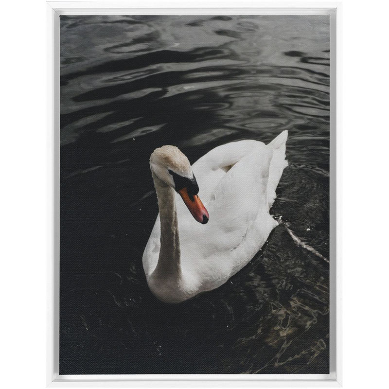 media image for swan framed canvas 15 222