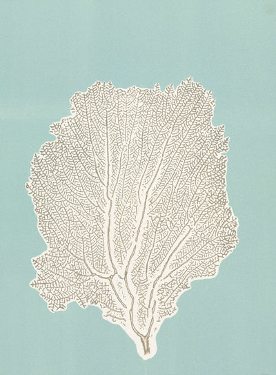 product image for Sea Fan 6 By Grand Image Home 86633_P_14X12_Gr 2 90