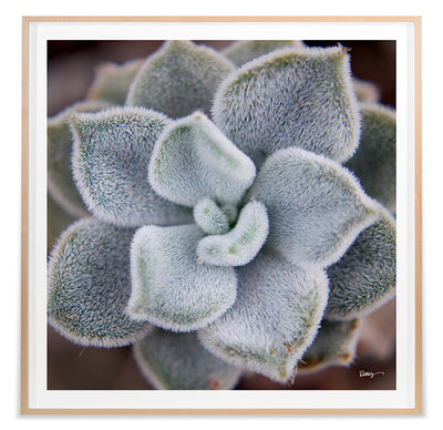 product image for Fuzzy Succulent By Grand Image Home 89447_P_24X24_M 1 60