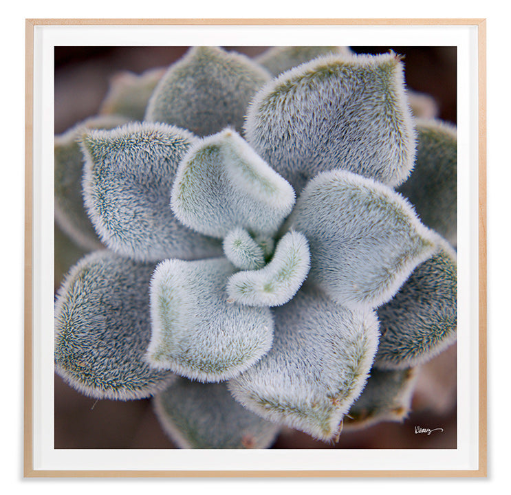 media image for Fuzzy Succulent By Grand Image Home 89447_P_24X24_M 1 283